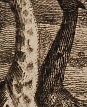 Monocotyledonous Plants - Palms and Plantains, print (detail)