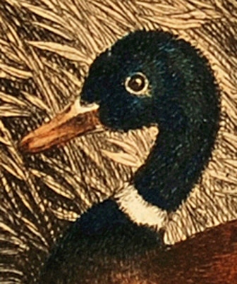 Samuel Howitt Wild Duck engraving (detail)