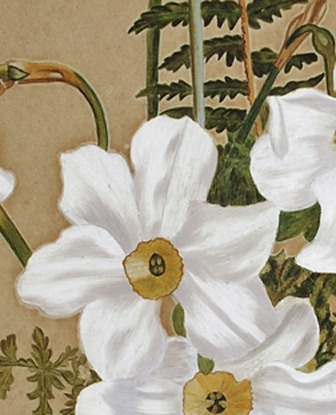 White Daffodils and Fern Fronds, Gouache, detail